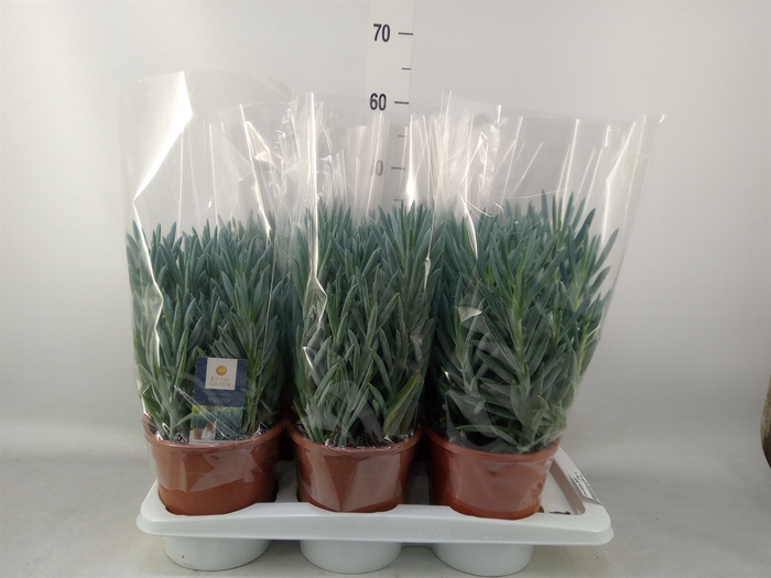 <h4>Curio ficoides 'Stelvio'</h4>