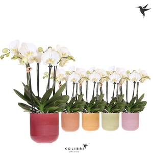 Kolibri Orchids Phalaenopsis Jewel Ghent 4 spike in Flare pot mix