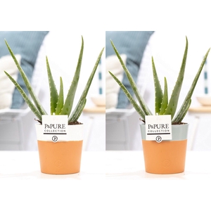 Aloe Vera in P&PURE Terra Cotta 4 ass.2