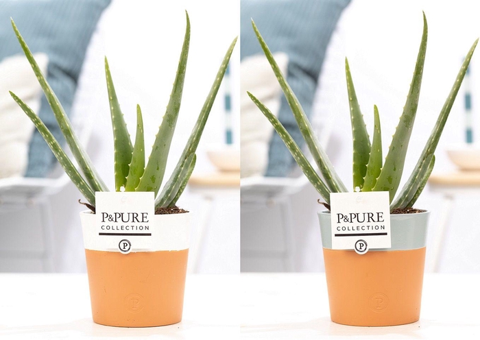 <h4>Aloe Vera in P&PURE Terra Cotta 4 ass.2</h4>