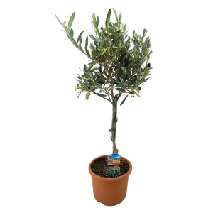 Olea europaea