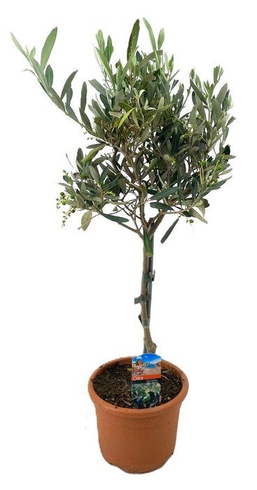 <h4>Olea europaea</h4>