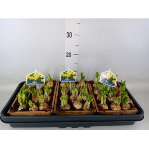 Arr.  Narcissus Tete Tete L%