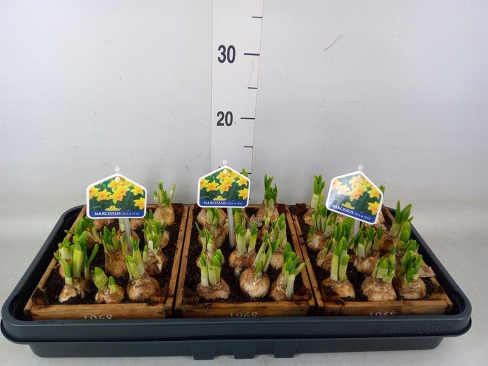 <h4>Arr.  Narcissus Tete Tete L%</h4>