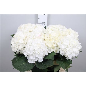 Hydr M White Verena