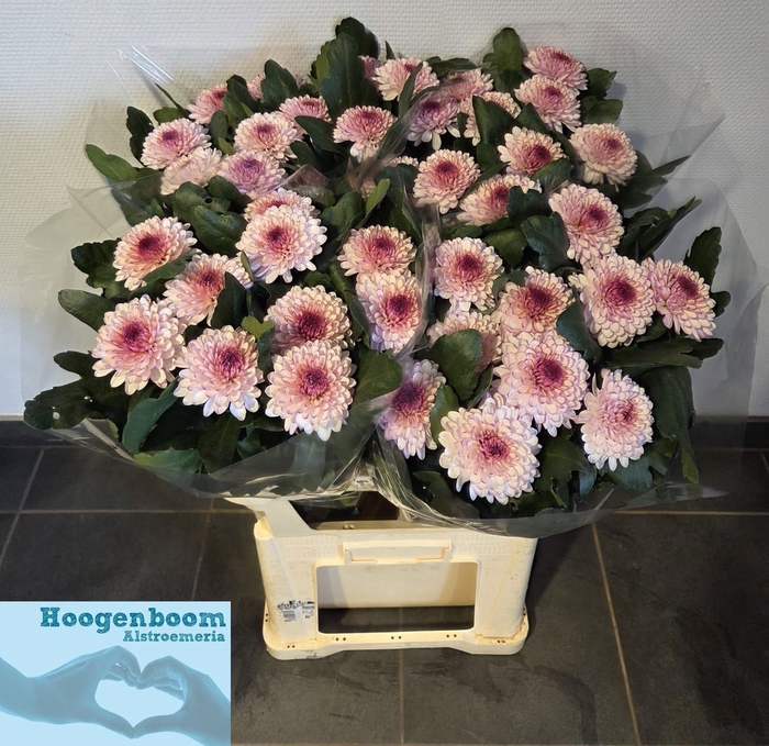 <h4>Chrys bl lollipop</h4>