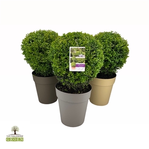 Buxus sempervirens Bol 35-40 11x