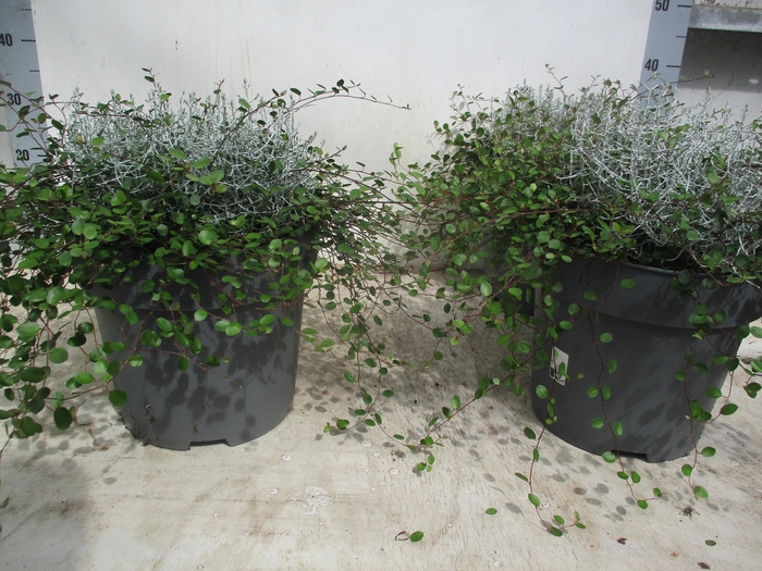 Leucoph Brownii