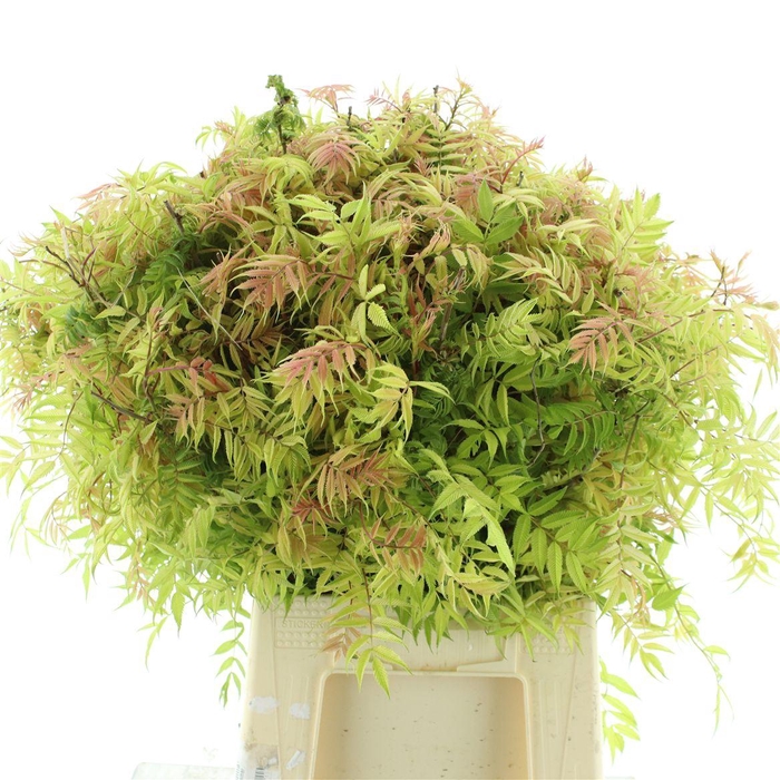 <h4>Sorbaria Sorbifolia Pink Hopi</h4>