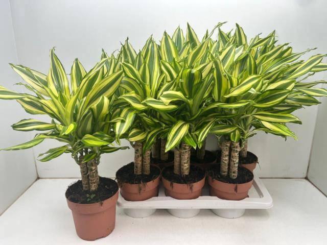 <h4>DRA FRAG OV</h4>