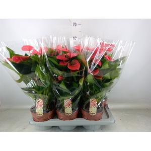 Anthurium andr. 'Melito'