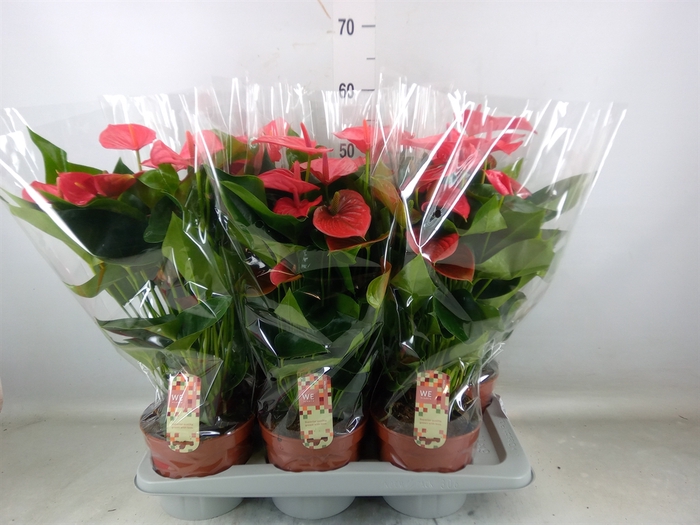 <h4>Anthurium andr. 'Melito'</h4>