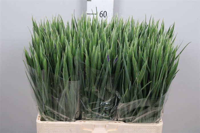 <h4>Iris Blue Magic</h4>