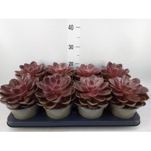 Echeveria   ...
