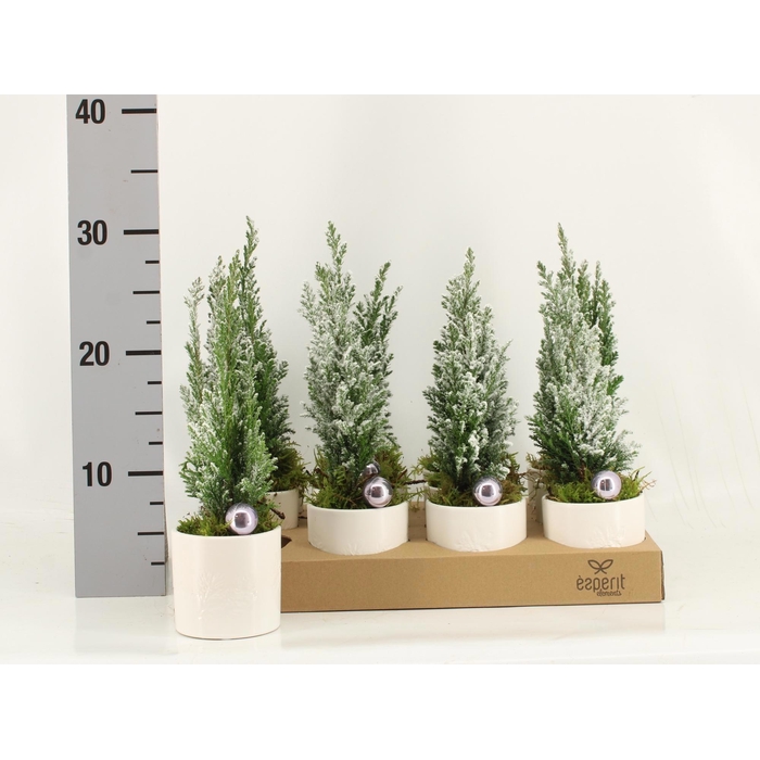 <h4>Kalanchoe Plant Arr 7Ø 30cm</h4>