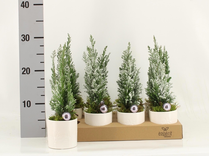 Kalanchoe Plant Arr 7Ø 30cm