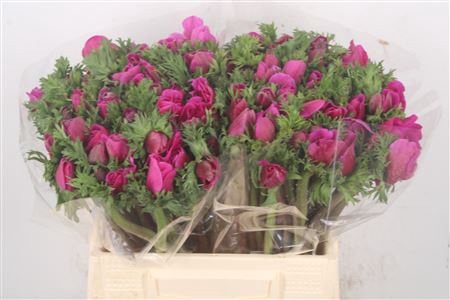 <h4>Anemone Mistral Fuchsia</h4>