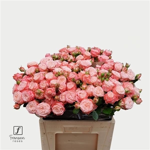 R TR First Date 60cm