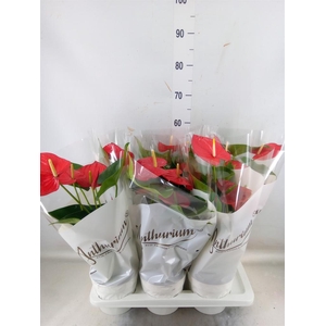 Anthurium andr. 'Minnesota'