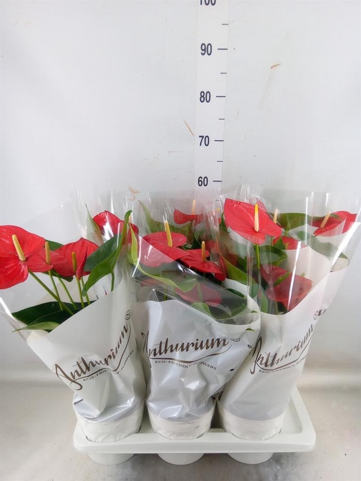 <h4>Anthurium andr. 'Minnesota'</h4>