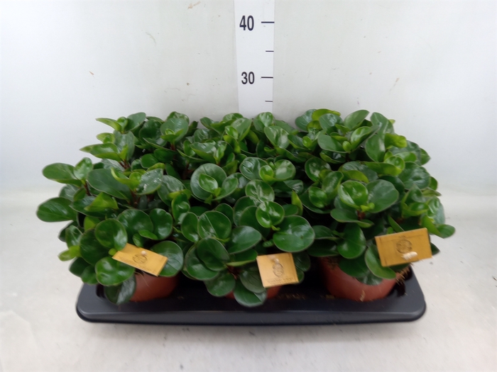 <h4>Peperomia obt. 'Burning Bush</h4>