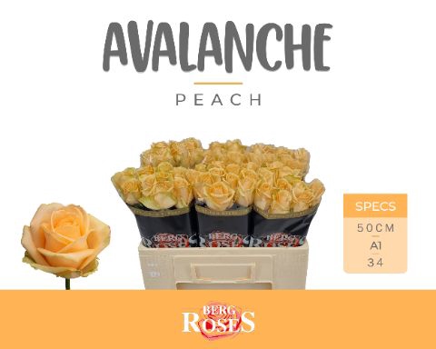 <h4>Rozen R GR Avalanche Peach x60</h4>