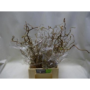 Coryl Av Contorta 045cm