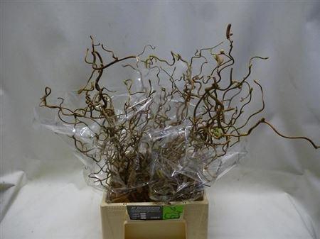 <h4>Coryl Av Contorta 045cm</h4>