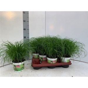 ** Cyper Alt Zumula * Autumn Promo *