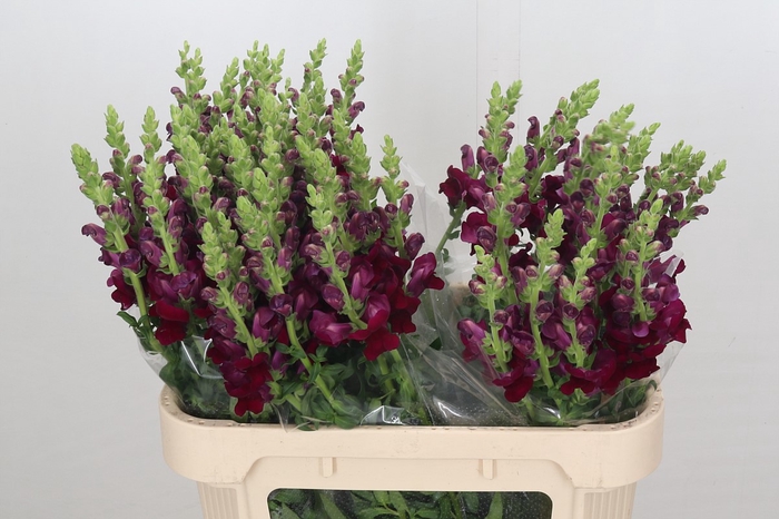 <h4>Antirrhinum Potomac Crimson</h4>