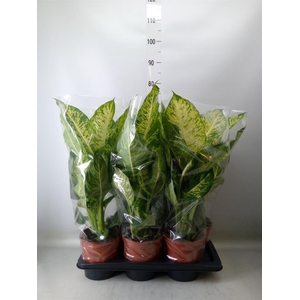 Dieffenbachia  'Mars'
