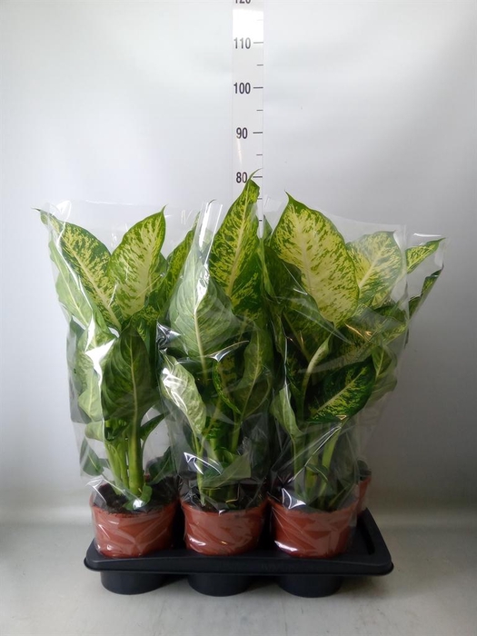 <h4>Dieffenbachia 'Mars'</h4>