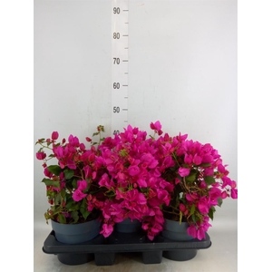 Bougainvillea  'Sanderiana'