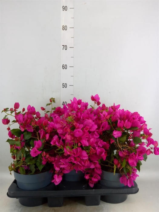 <h4>Bougainvillea  'Sanderiana'</h4>