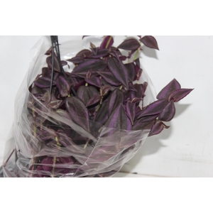 TRADESCANTIA ZEBRINA C21 ROXO