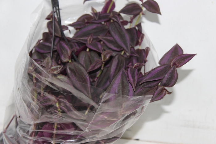 TRADESCANTIA ZEBRINA C21 ROXO