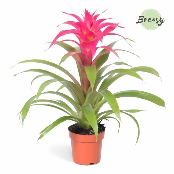 <h4>Guzmania Deseo Pink</h4>