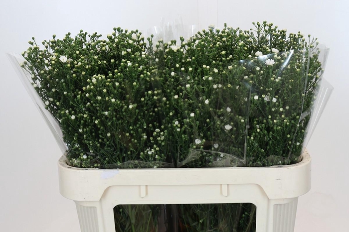 <h4>Aster Paquita</h4>