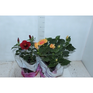 HIBISQS P17