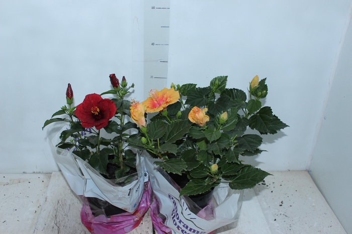 <h4>HIBISQS P17</h4>