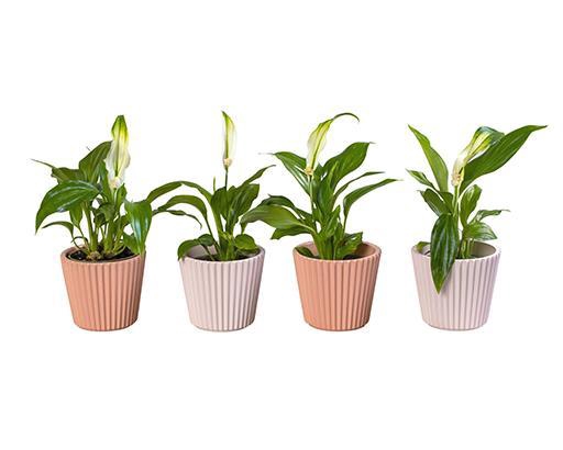 <h4>SPATHIPHYLLUM P6 L 65929</h4>