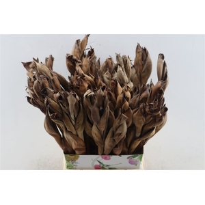 Deco Stem Atap Palm Flower Natural P Stem