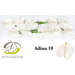 Anthurium Adina