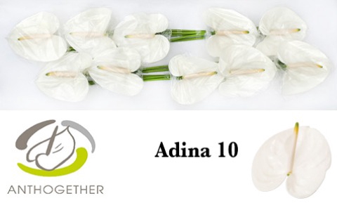 <h4>Anthurium Adina</h4>