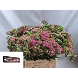SEDUM SP CARL