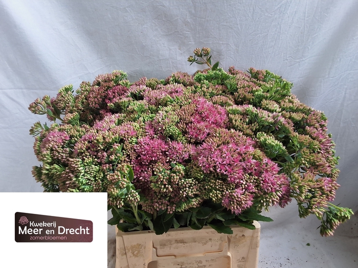 <h4>SEDUM SP CARL</h4>