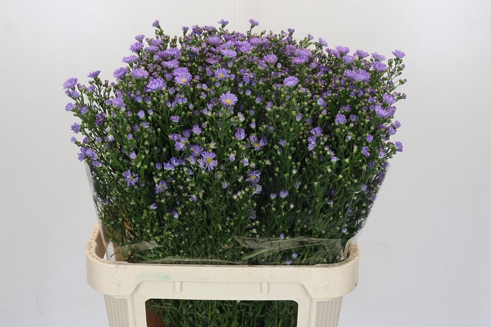 <h4>Aster Cassandra</h4>