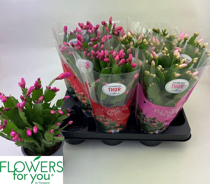 <h4>SCHLUMB GEM 2 KL</h4>