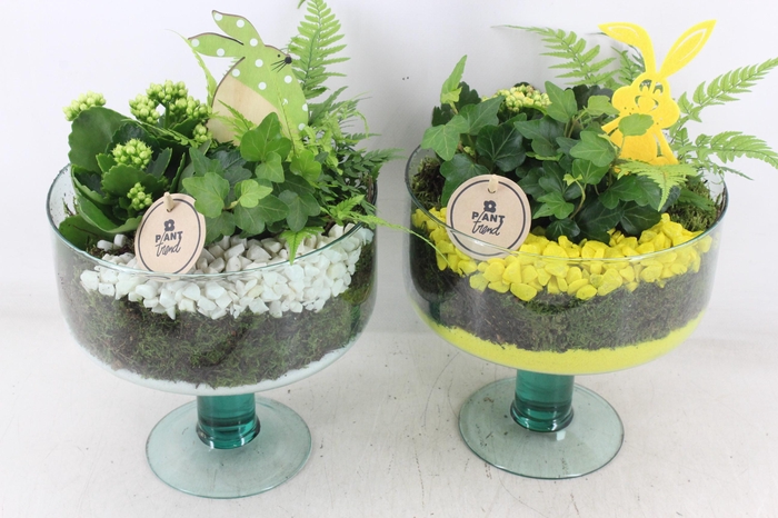 <h4>arr2 PL - Glas Sofia x4 - geel/wit</h4>