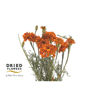 Dried Tagetus Orange